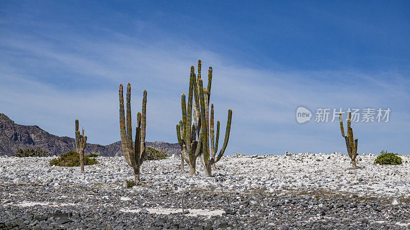Pachycereus pringlei,  Mexican giant cardon or elephant cactus, is a species of large cactus native to the states of Baja California and Baja California Sur. It is commonly known as cardón. Sierra de San Francisco, Mexico.